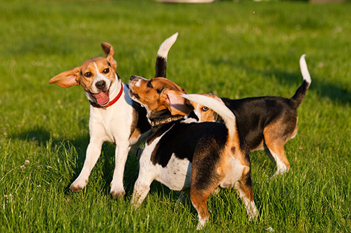 Beagles