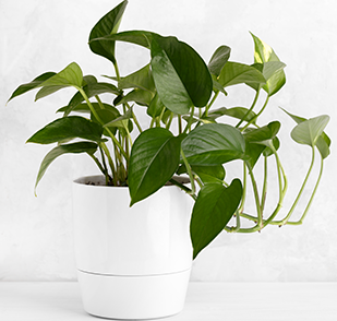 Devil's Ivy (Pothos)