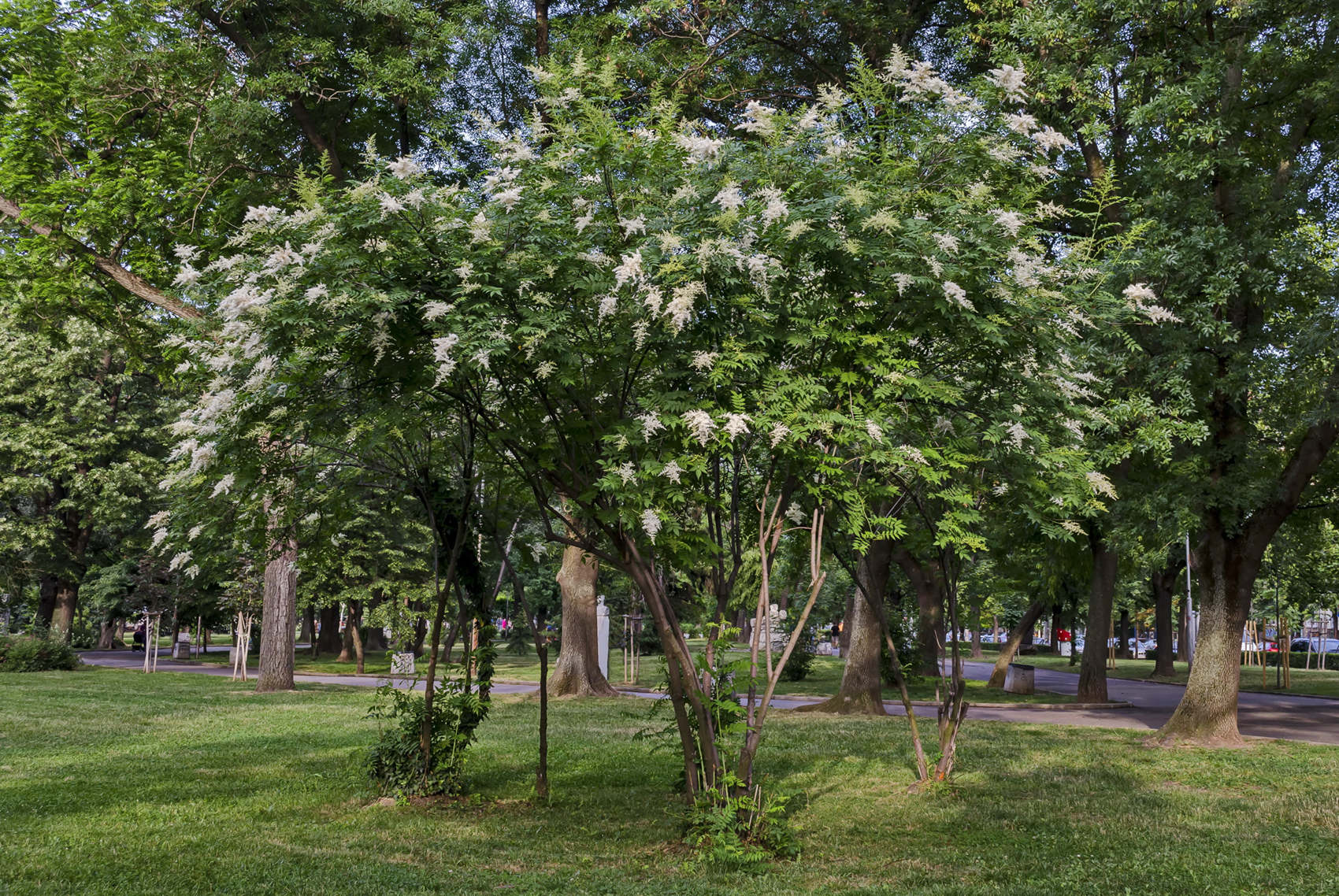 Lilac Tree