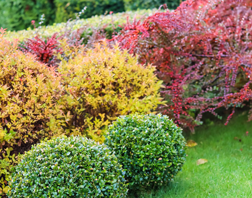 Landscaping Bushes