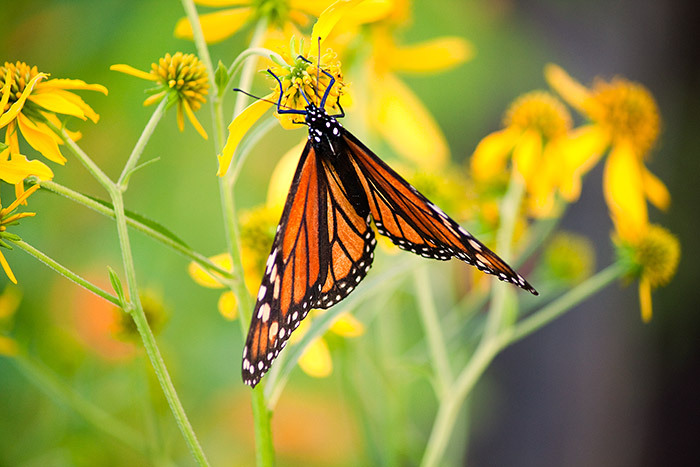 monarch butterfly
