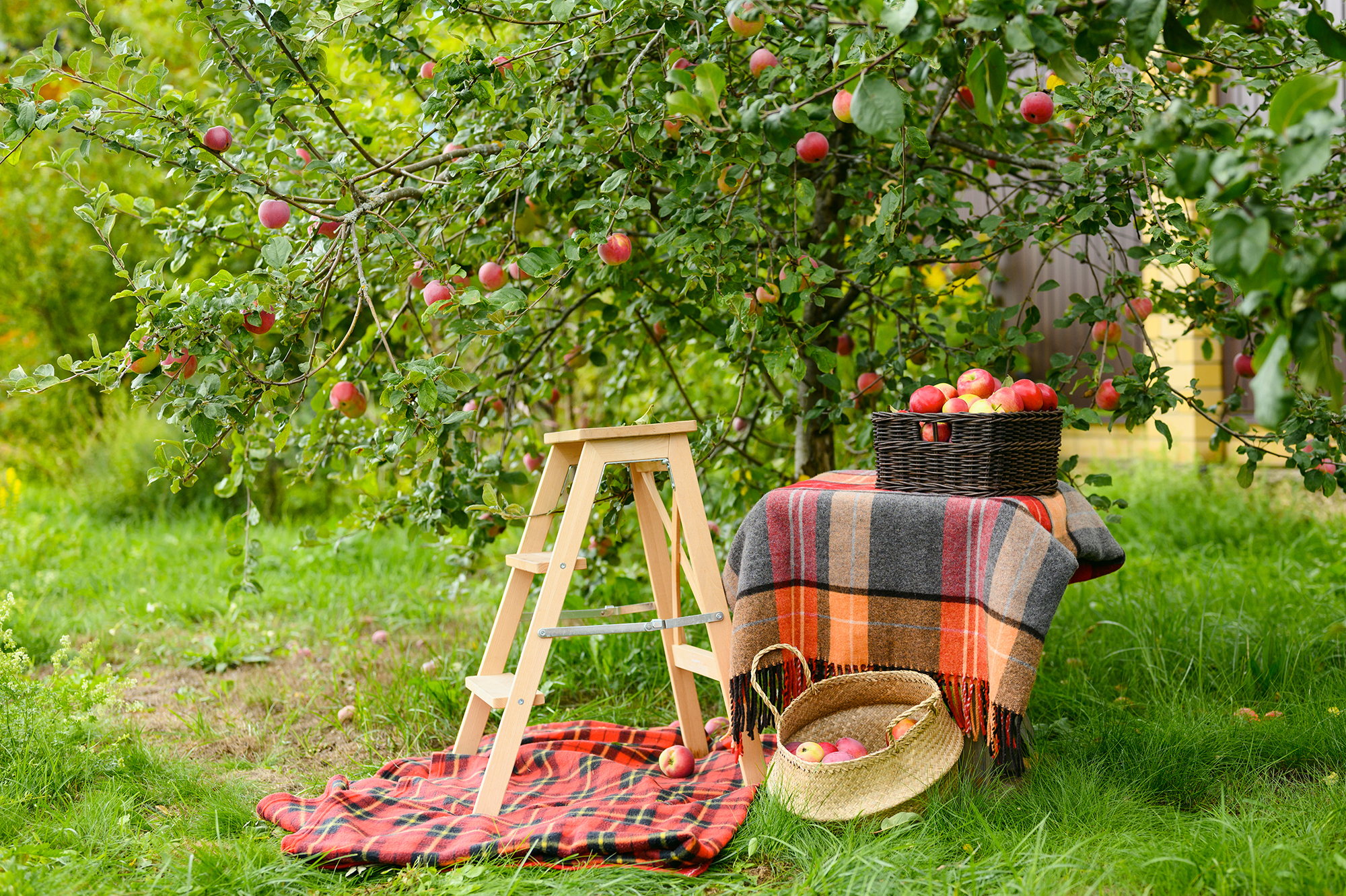 Apple picking