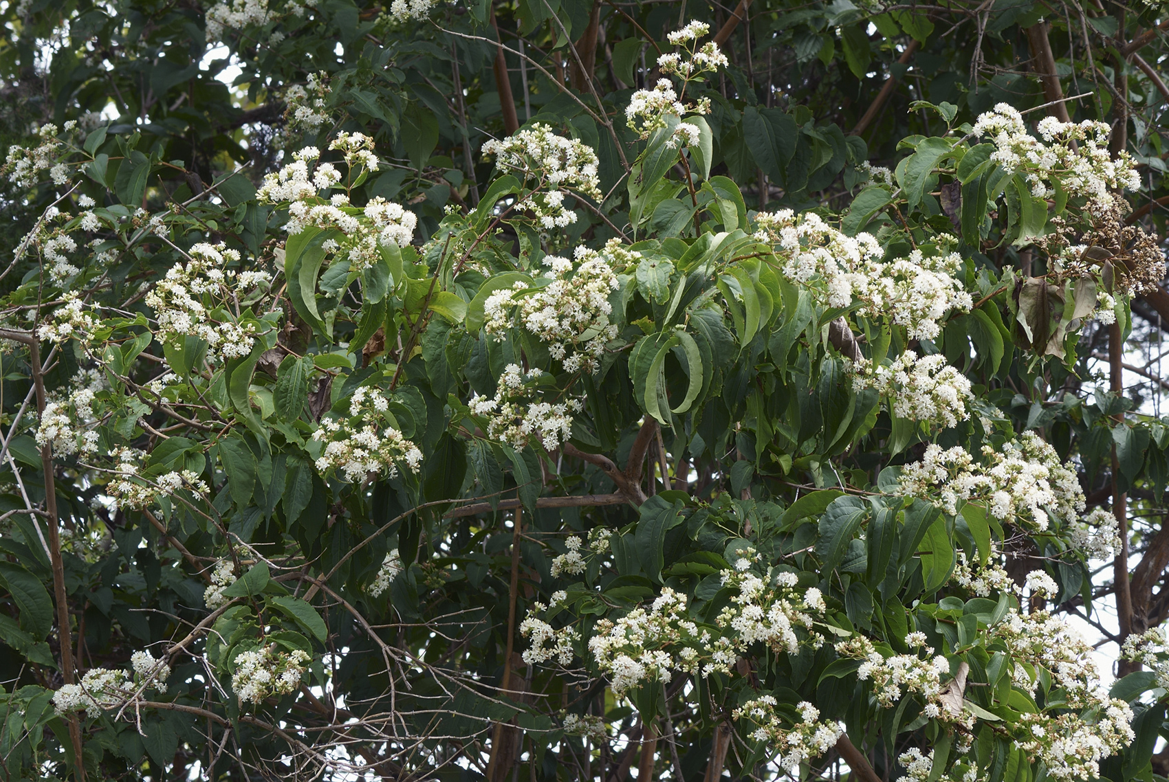 Seven Sons Tree