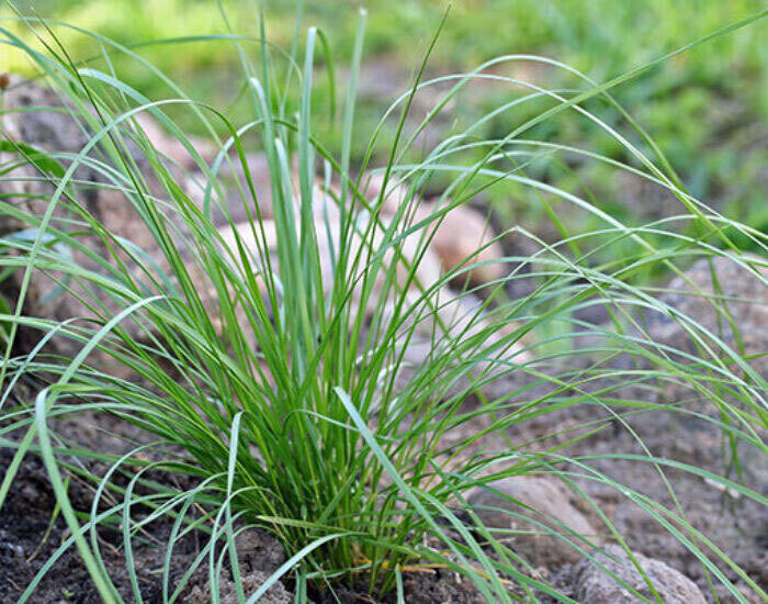 Deschampsia Cespitosa