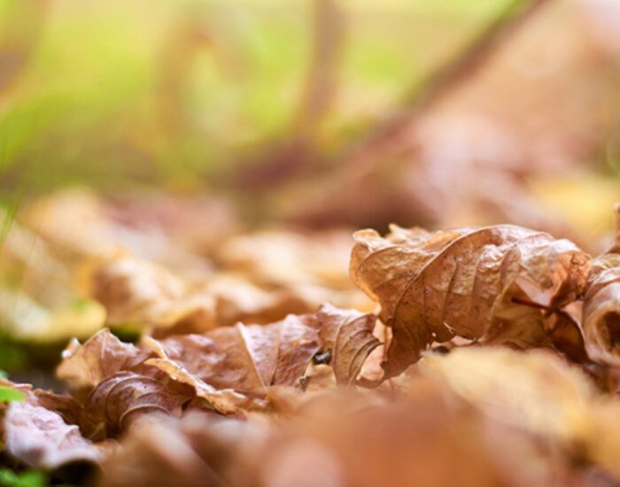 Fallen Dry Autumn Leaves