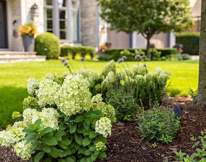 Spring Garden Flowers Front House