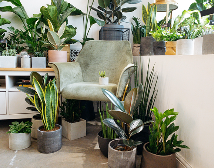 Trending Houseplants Biophilic Design