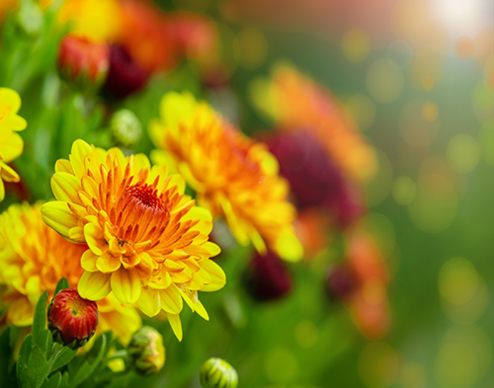 Bigstock Yellow And Red Mum Or Chrysant 264515431