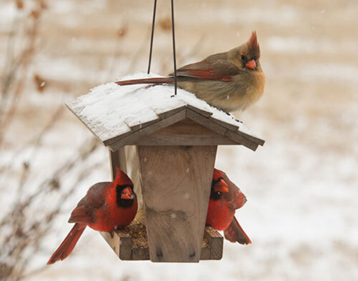 Cardinal cover