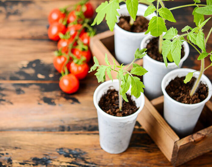 Cover growing seeds indoors