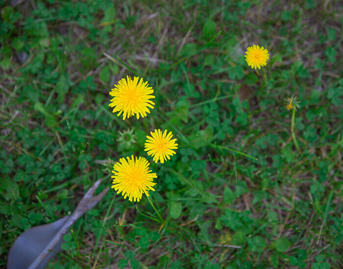 Dandelion