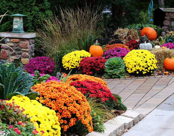 Fall chrysanthemums