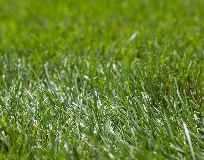 Lawn aeration green grass
