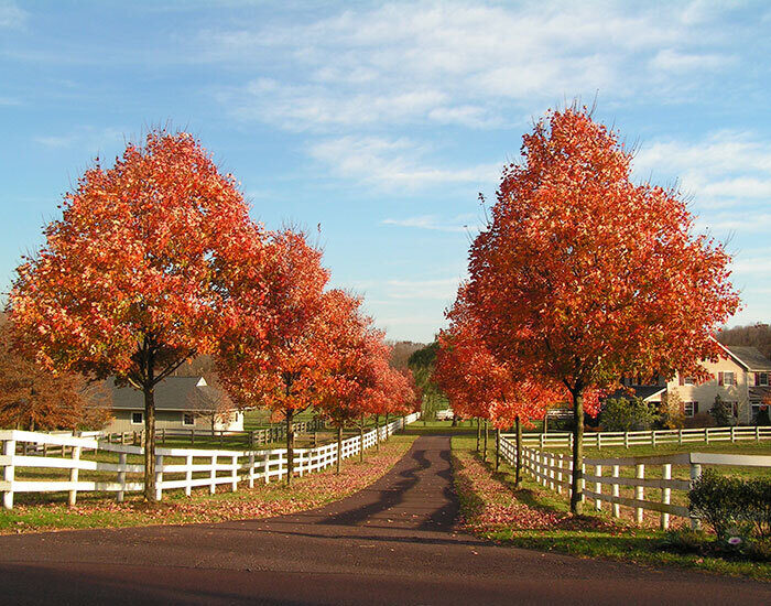 Maple leaves fall