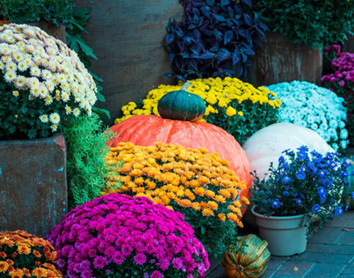 Mums and pumpkins