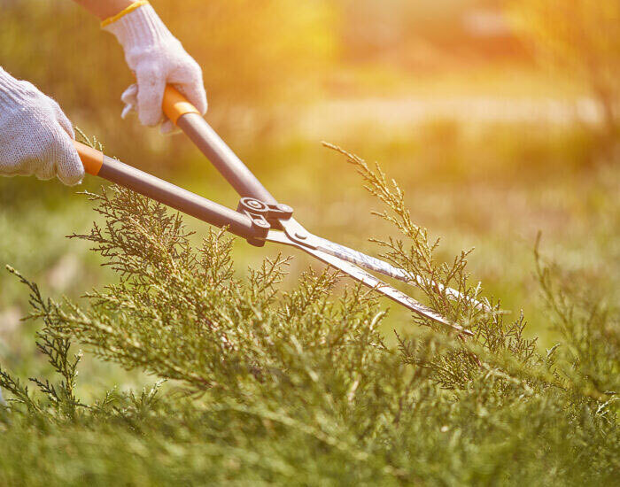 Pruning