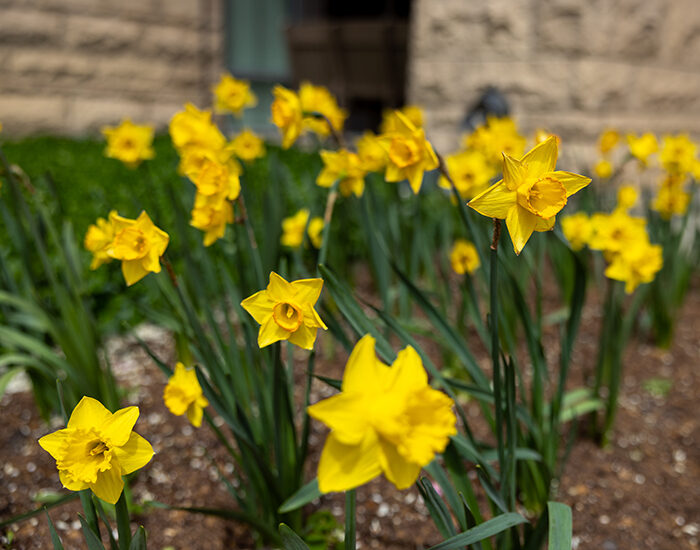 Spring flowers blooming