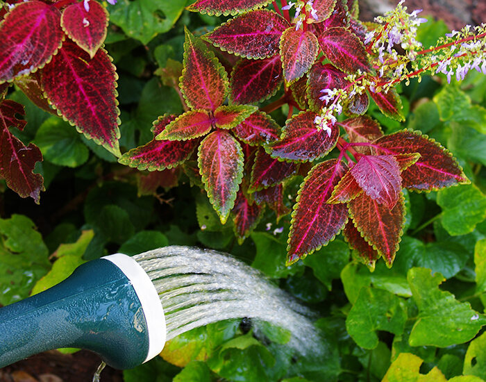 Watering garden hose