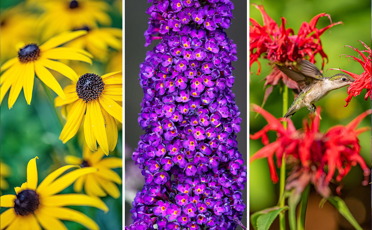 All summer flowers