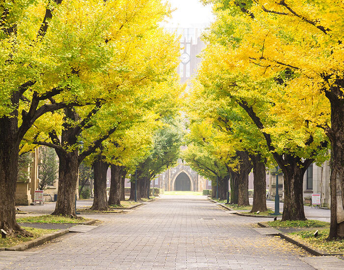 Ginko leaves fall