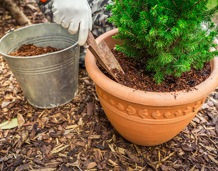 Mulch