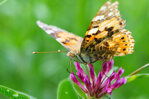 Painted Lady Butterfly