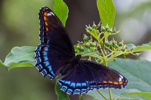 Red spotted purple butterfly