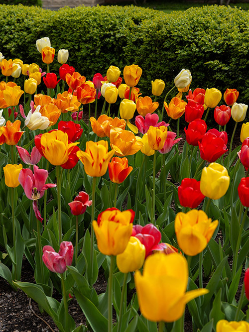 spring tulips