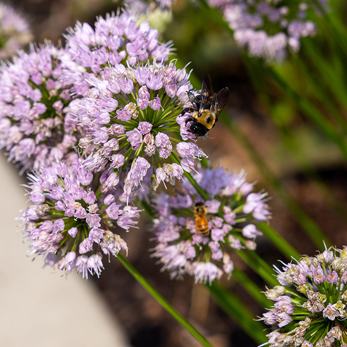 bee on flower