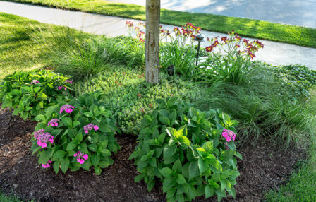Outdoor Landscaping Flowers